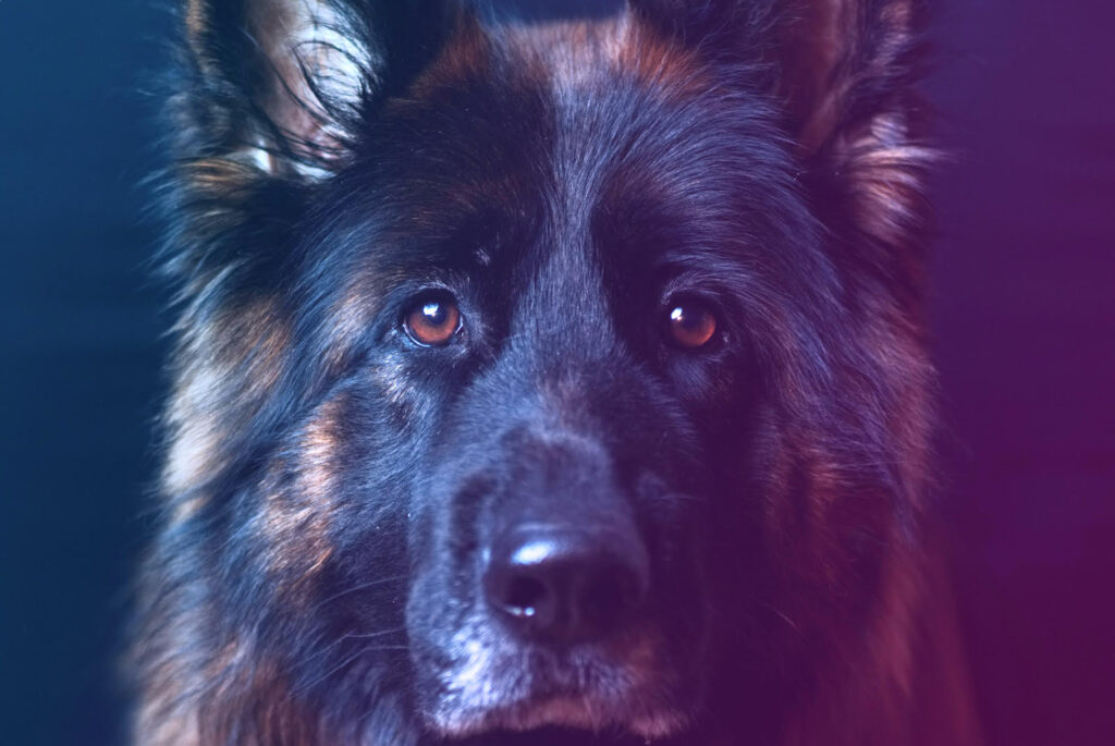 An Alsatian dog illustrates the idea of dogs in dreams. 