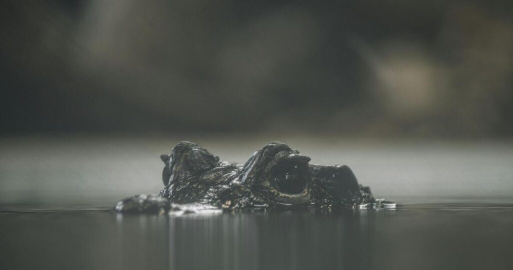 A crocodile's eyes peek over the waterline, illustrating childhood nightmares.