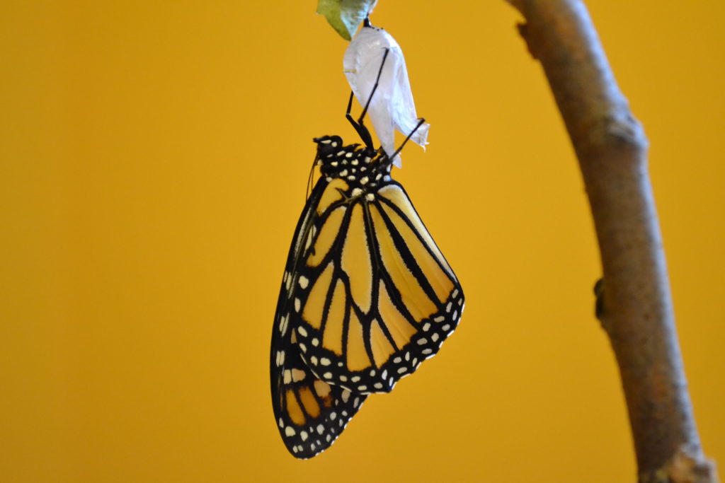 a butterfly hovers on a branch, illustrating Jung's concept of individuation.