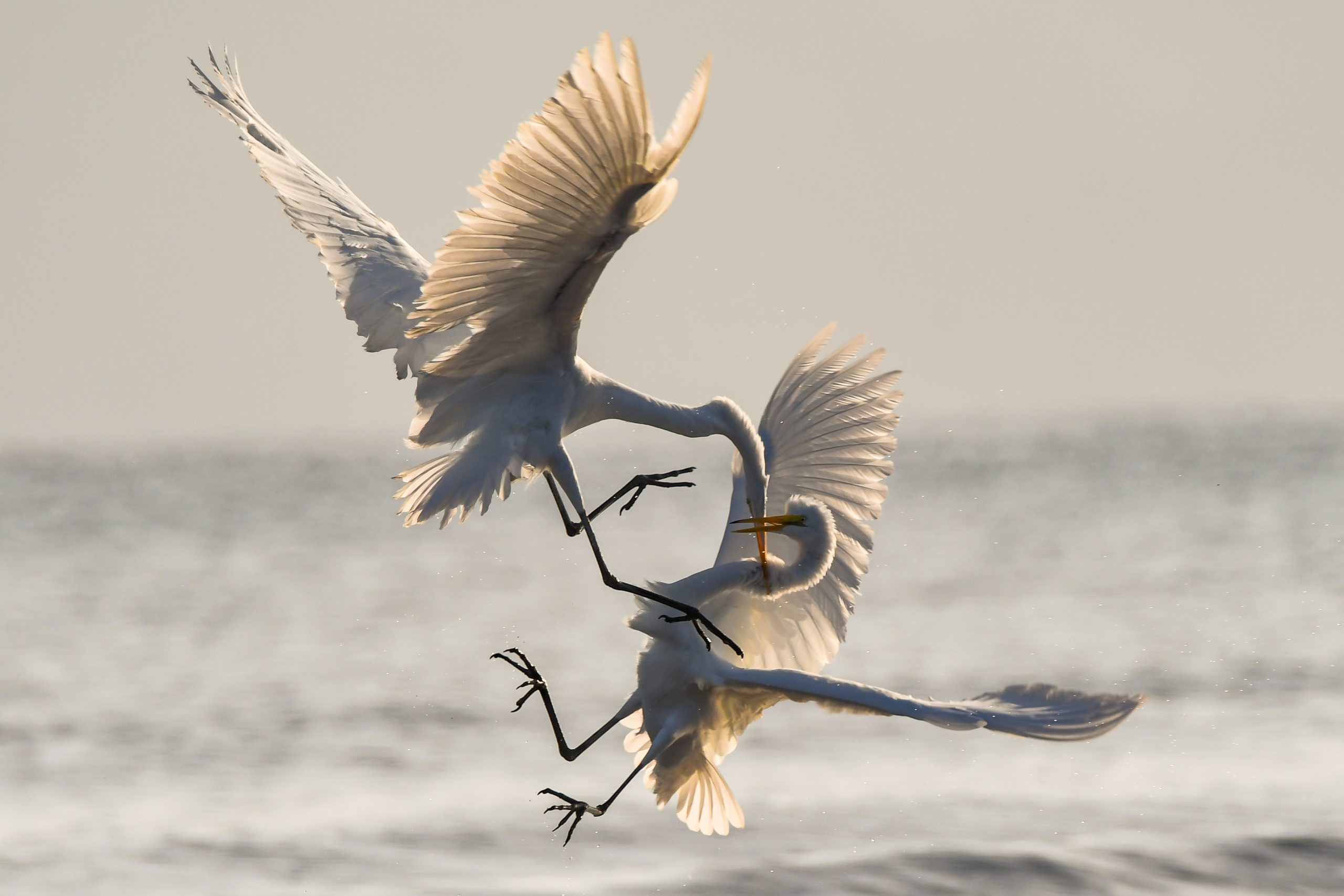 Episode 86 – Splitting, Polarization & Conflict