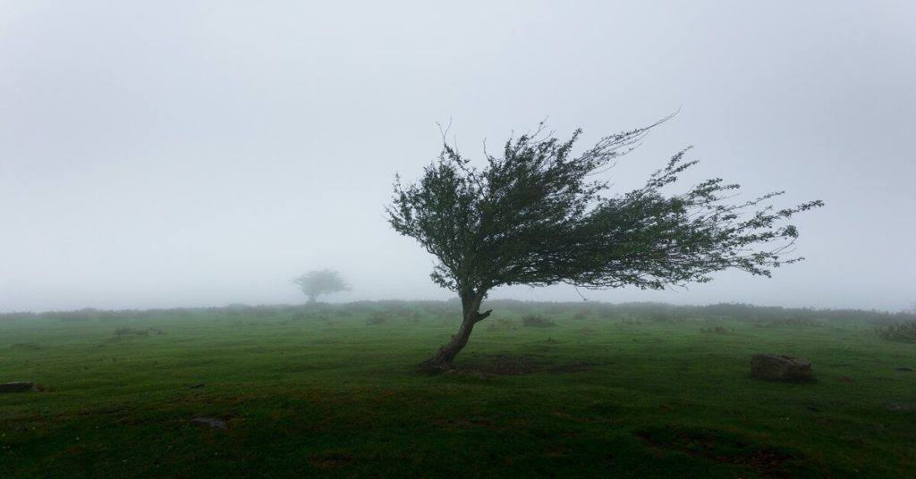 A tree is blown in the wind, illustrating  the need for creative adaptation to life's demands.