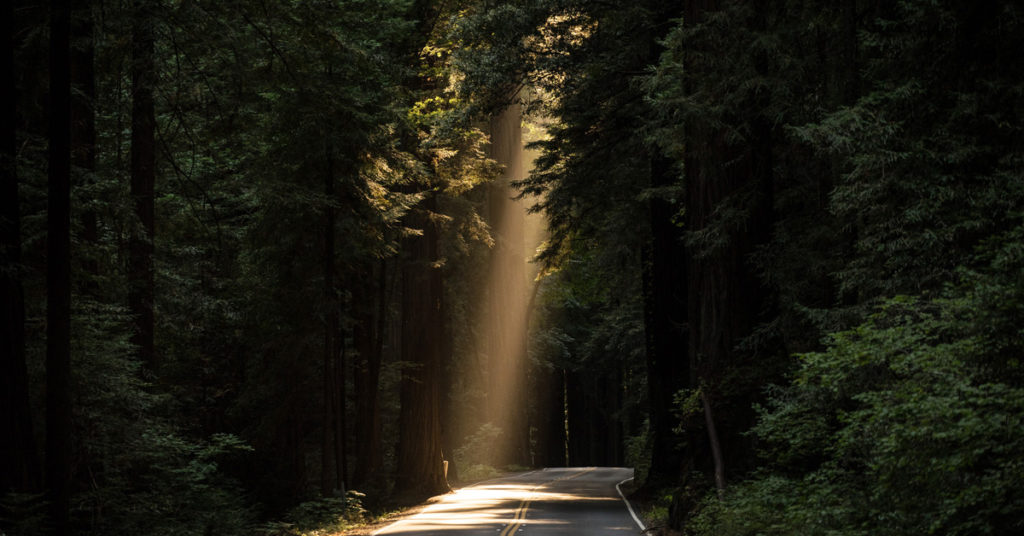 A forest road has a ray of sunshine illuminating a section, showing the power of truth telling.