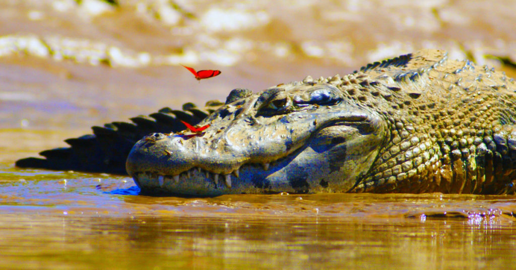 A crocodile lies in the water with butterflies resting on its nose.