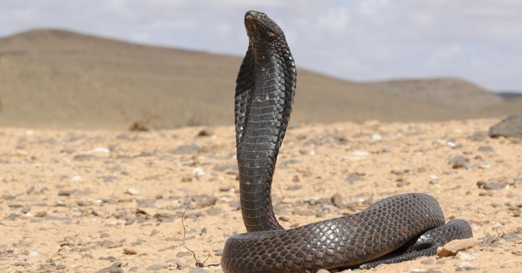 A cobra is ready to strike against a desert background, illustrating the theme of poison.