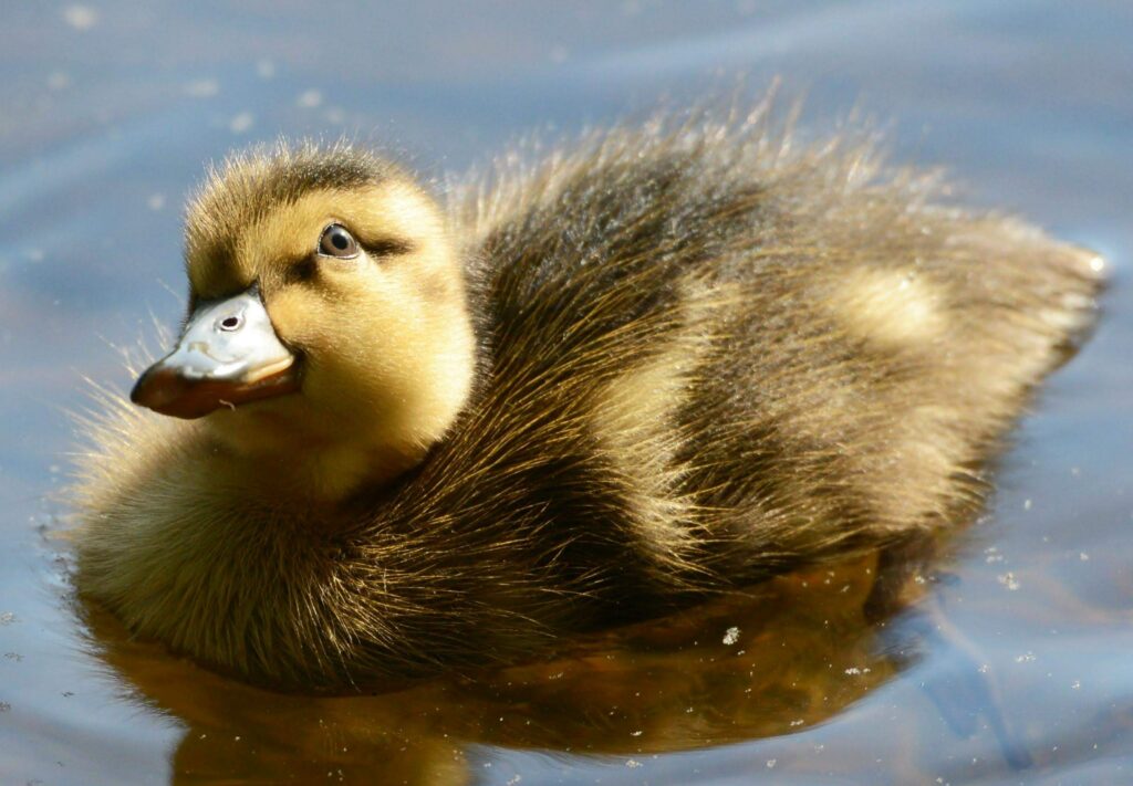 A close up of a baby swan, or ugly duckling, swimming in a sunny pond.